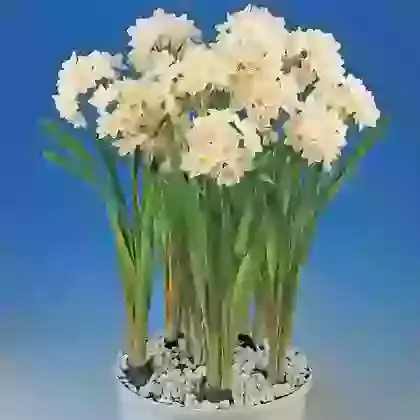 Omri